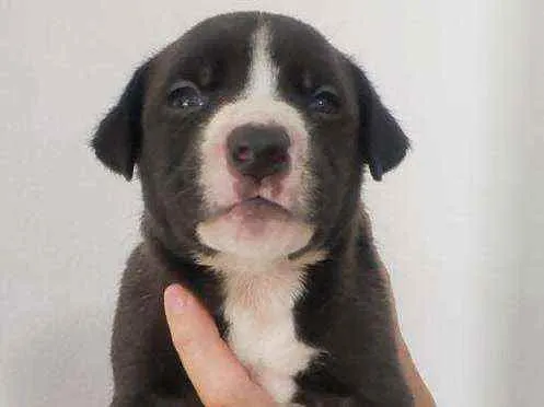 Cachorro ra a Mestiço idade Abaixo de 2 meses nome Grandão