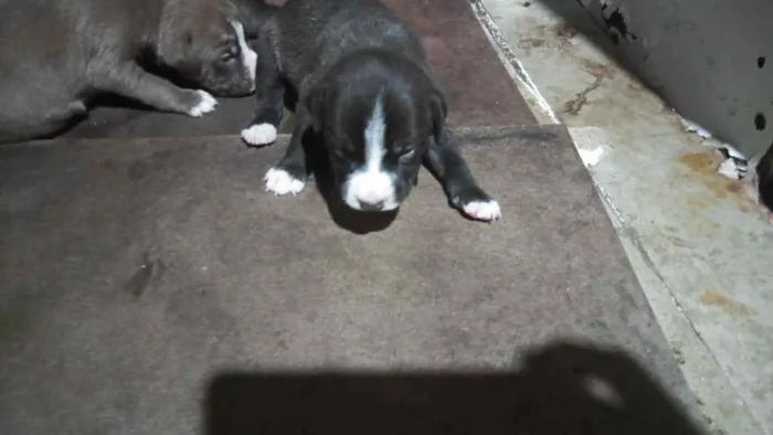 Cachorro ra a Mestiço idade Abaixo de 2 meses nome Grandão