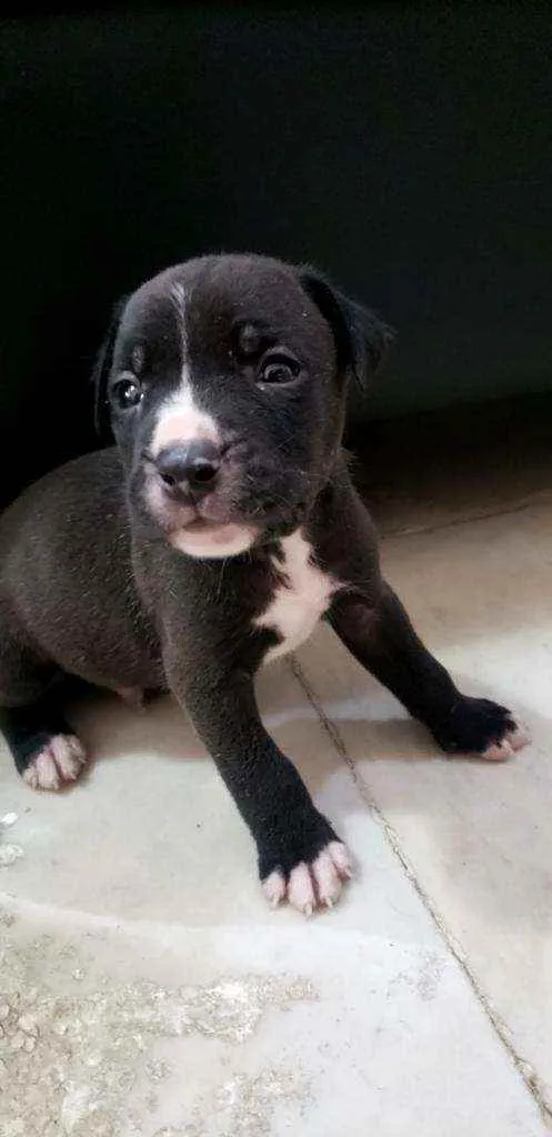 Cachorro ra a Mestiço idade Abaixo de 2 meses nome Bolota