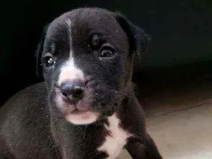 Cachorro raça Mestiço idade Abaixo de 2 meses nome Bolota