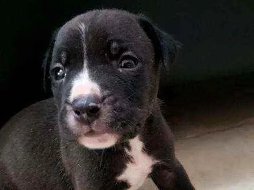 Cachorro ra a Mestiço idade Abaixo de 2 meses nome Bolota