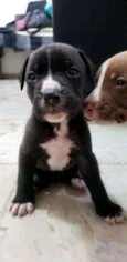 Bolota