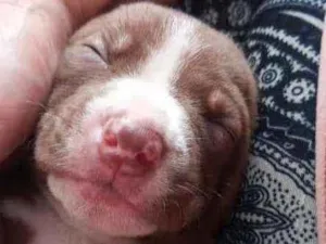 Cachorro raça Mestiço idade Abaixo de 2 meses nome Fominha