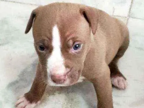 Cachorro ra a Mestiço idade Abaixo de 2 meses nome Animada