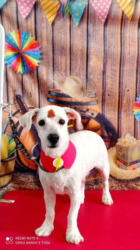 Cachorro ra a Puldo  idade 1 ano nome Floquinho