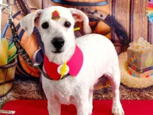 Cachorro raça Puldo  idade 1 ano nome Floquinho