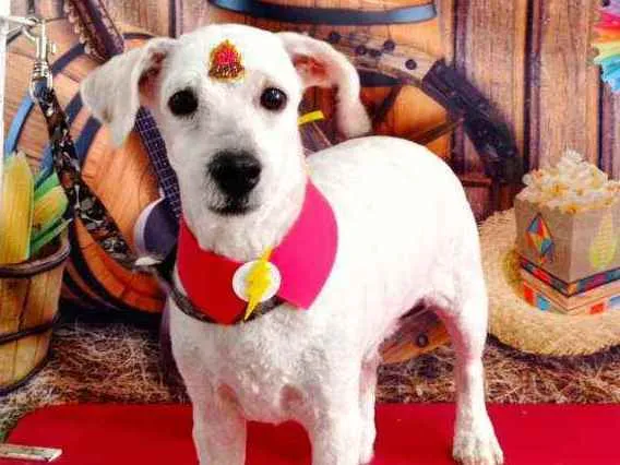 Cachorro ra a Puldo  idade 1 ano nome Floquinho