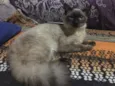 Bombom