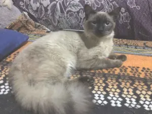 Gato raça SRD idade 1 ano nome Bombom