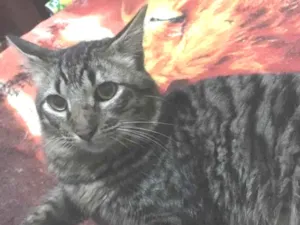Gato raça SRD idade 1 ano nome Loretto 