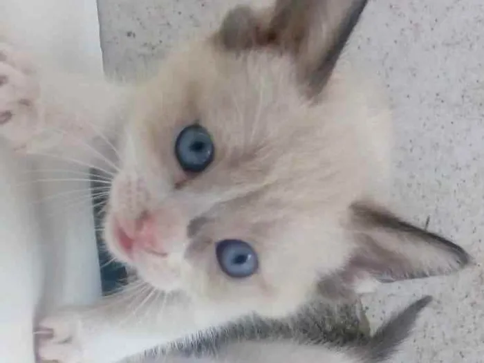 Gato ra a Não definida idade 2 a 6 meses nome Não tem nome ainda 