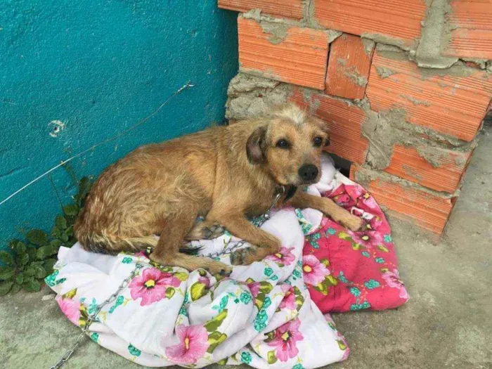 Cachorro ra a Vira lata idade 6 ou mais anos nome Belinha