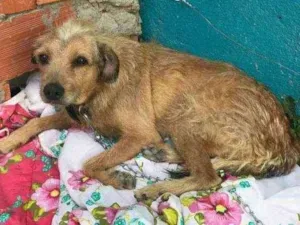 Cachorro raça Vira lata idade 6 ou mais anos nome Belinha