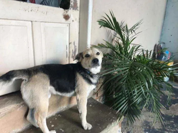 Cachorro ra a Vira lata idade 5 anos nome Leo