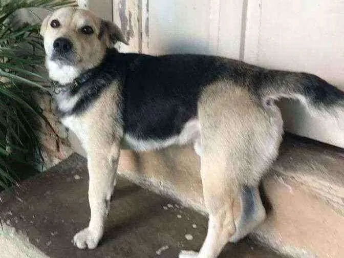 Cachorro ra a Vira lata idade 5 anos nome Leo