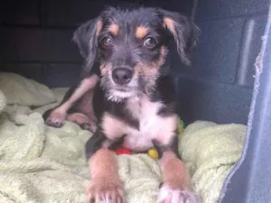 Cachorro raça SRD idade 2 a 6 meses nome Sem Nome