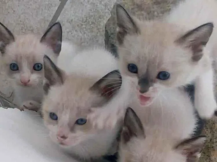 Gato ra a Não definida idade 2 a 6 meses nome Não tem nome ainda 