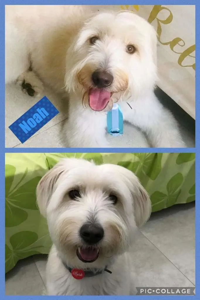 Cachorro raça SRD-ViraLata idade 1 ano nome NOAH