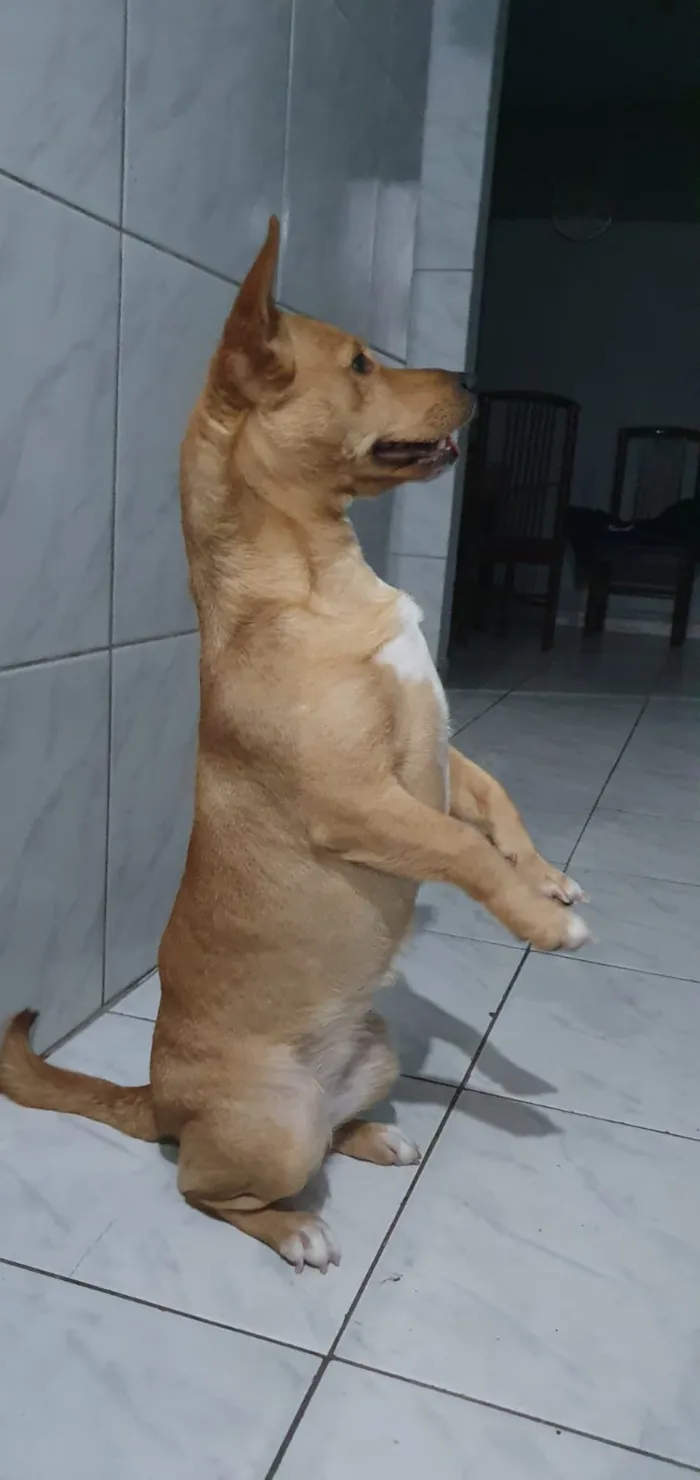 Cachorro ra a Labrador com vira lata idade 2 anos nome Bela 