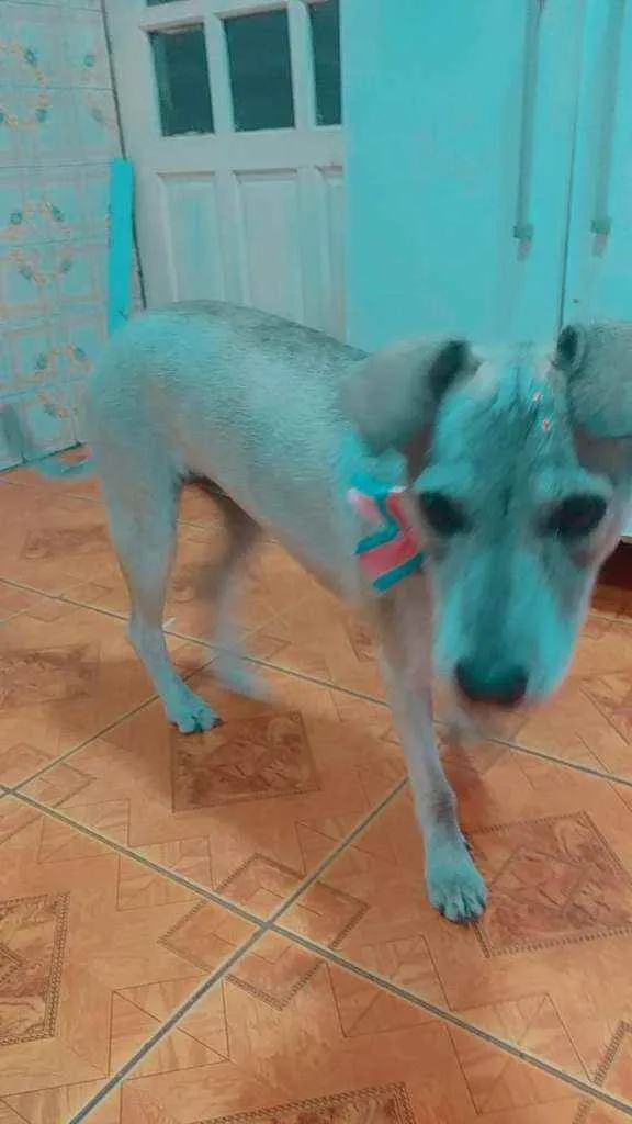 Cachorro ra a não definida  idade 2 anos nome Lunna