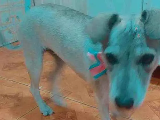 Cachorro ra a não definida  idade 2 anos nome Lunna