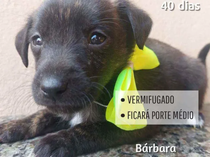 Cachorro raça Srd idade Abaixo de 2 meses nome Othero
