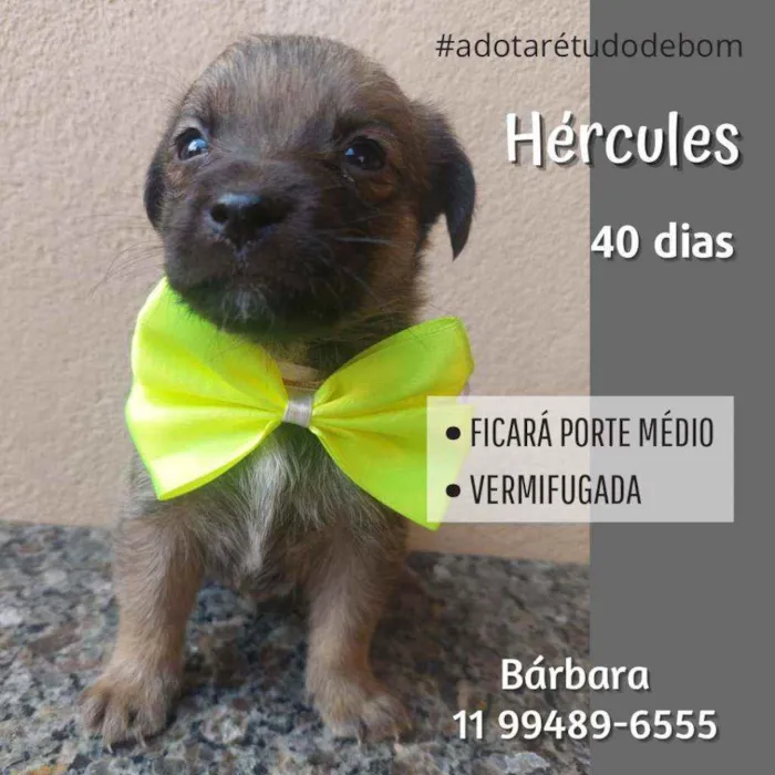 Hércules 