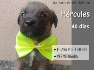 Cachorro raça Srd idade Abaixo de 2 meses nome Hércules 
