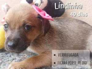 Cachorro raça Srd idade Abaixo de 2 meses nome Lindinha