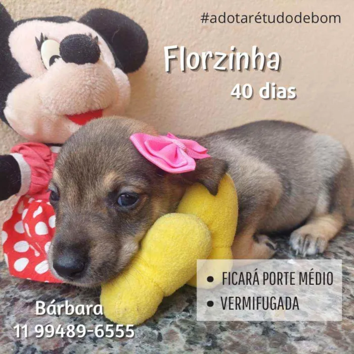 Cachorro raça Srd idade Abaixo de 2 meses nome Florzinha