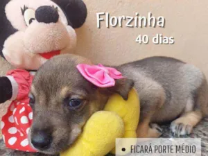 Cachorro raça Srd idade Abaixo de 2 meses nome Florzinha