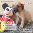 Docinho 