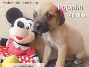 Cachorro raça Srd idade Abaixo de 2 meses nome Docinho 