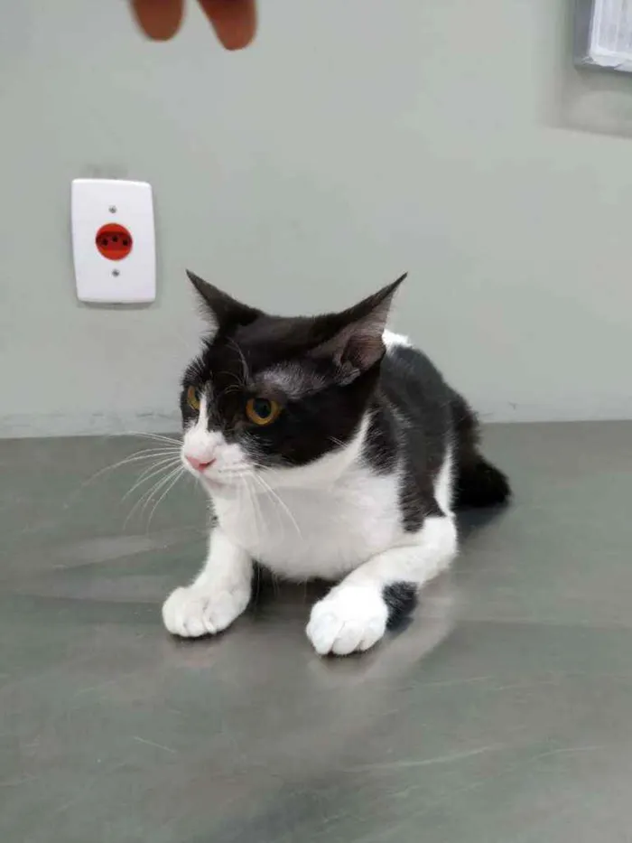 Gato raça Srd idade 2 a 6 meses nome Rosada