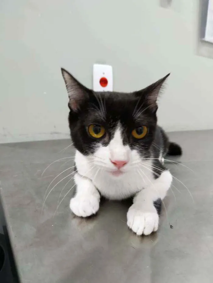 Gato raça Srd idade 2 a 6 meses nome Rosada