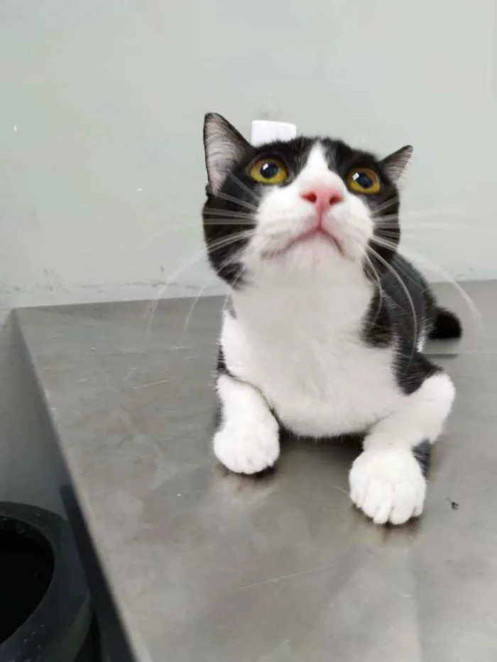 Gato raça Srd idade 2 a 6 meses nome Rosada