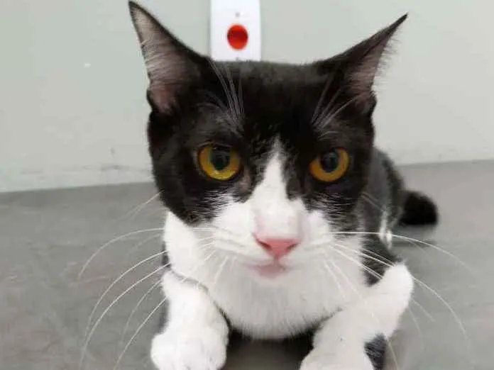 Gato raça Srd idade 2 a 6 meses nome Rosada