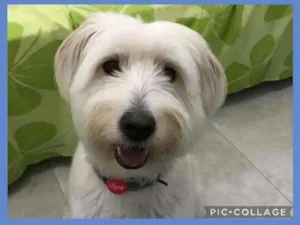 Cachorro raça SRD-ViraLata idade 1 ano nome NOAH