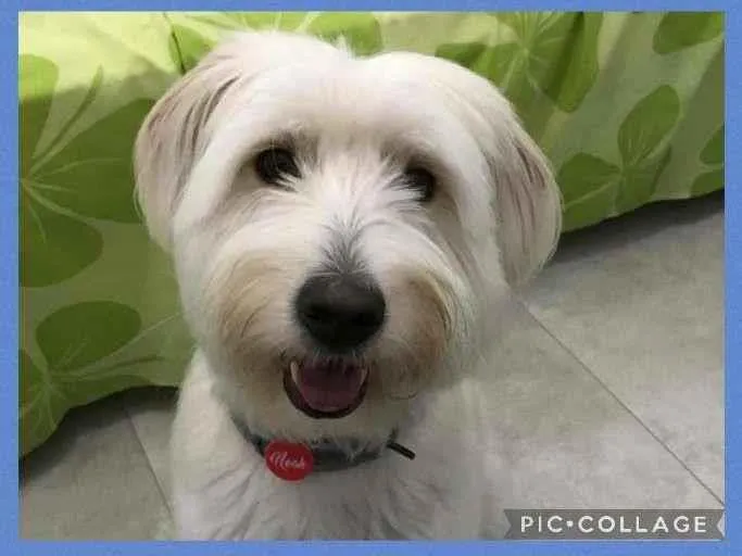 Cachorro raça SRD-ViraLata idade 1 ano nome NOAH