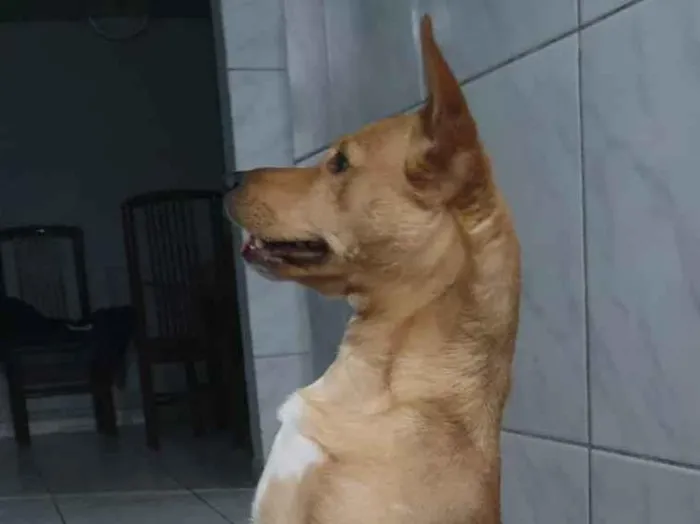 Cachorro ra a Labrador com vira lata idade 2 anos nome Bela 