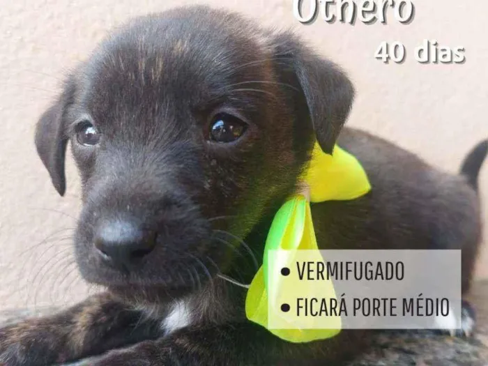 Cachorro raça Srd idade Abaixo de 2 meses nome Othero