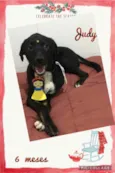 Cachorro raça Srd idade 7 a 11 meses nome Judy