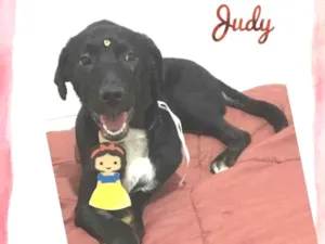 Cachorro raça Srd idade 7 a 11 meses nome Judy