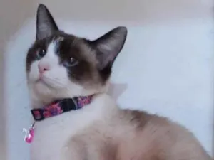 Gato raça Srd idade 2 anos nome Jessie