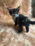Diana