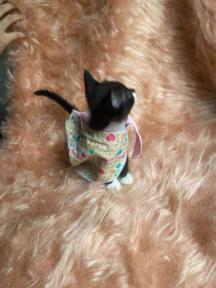 Gato ra a SRD idade 2 a 6 meses nome Diana