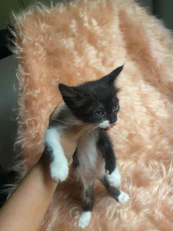 Gato ra a SRD idade 2 a 6 meses nome Diana