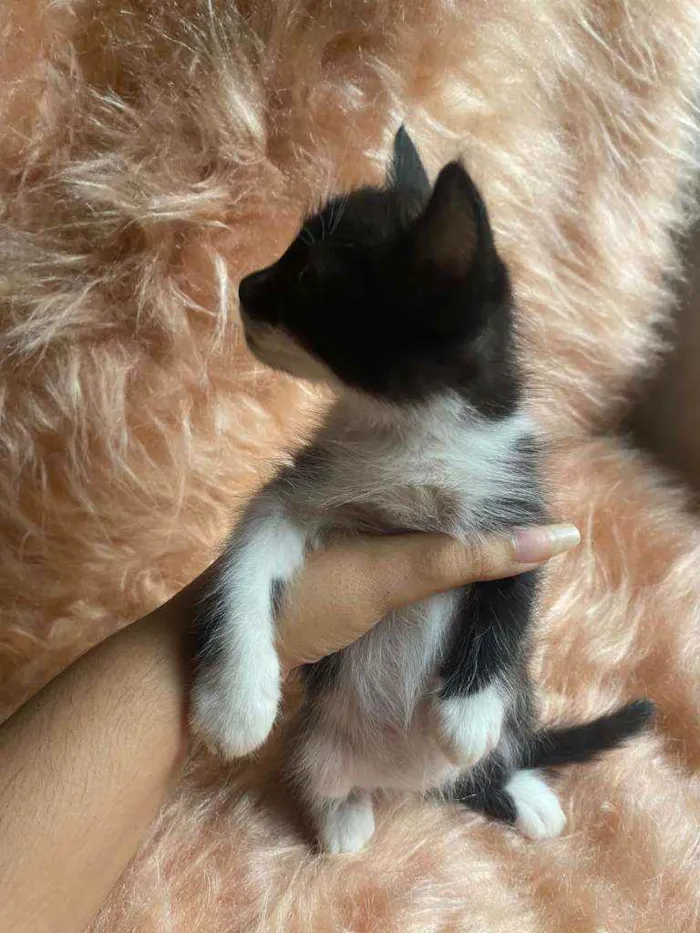 Gato ra a SRD idade 2 a 6 meses nome Diana