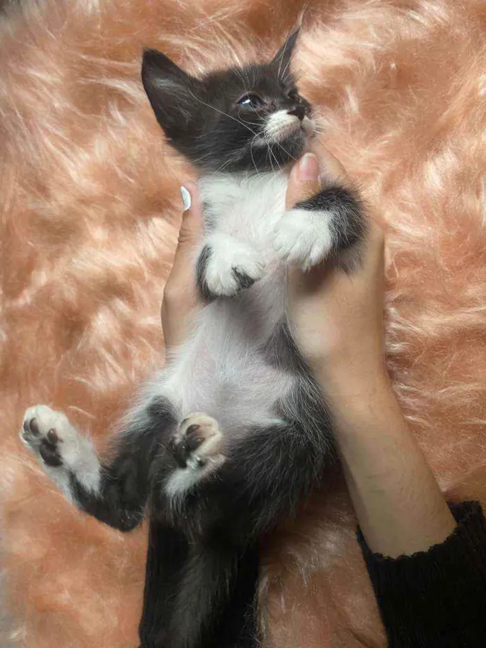 Gato ra a SRD idade 2 a 6 meses nome Diana