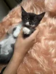 Diana
